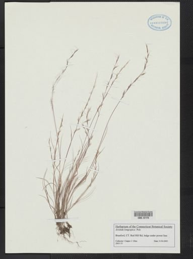 Aristida longespica