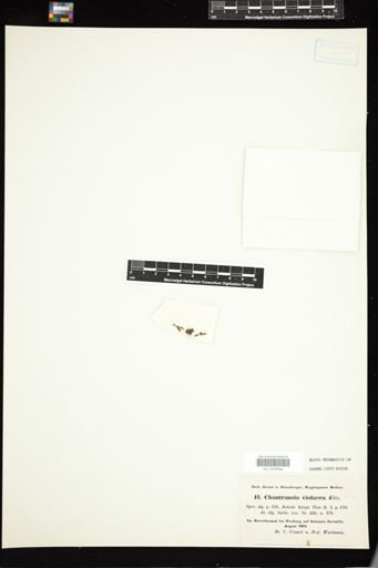 Chantransia violacea