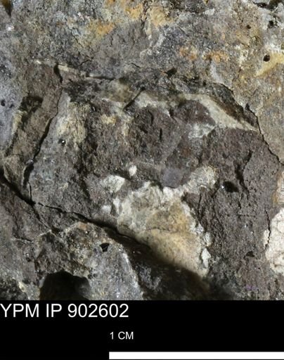undet. Bivalvia
