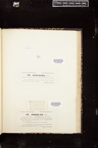 Euastrum everettense