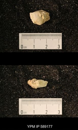 Sowerbyella sp.