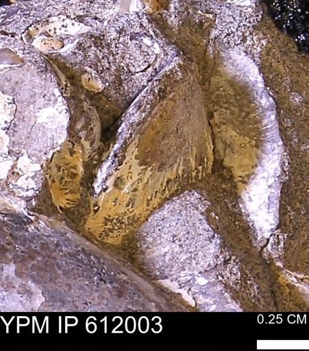 Protocardia subquadrata