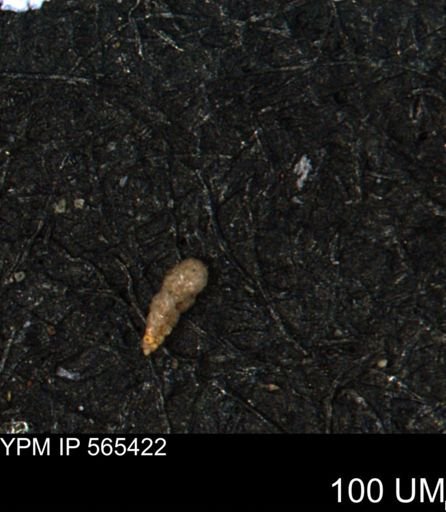 Verneuilina canadensis