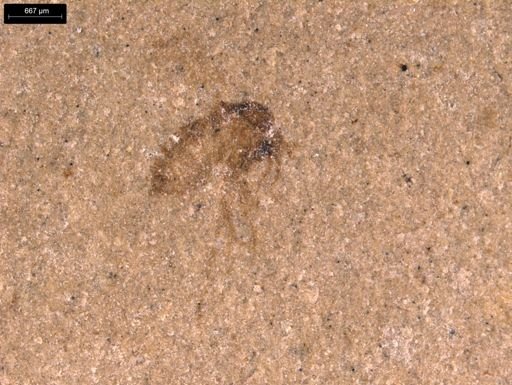 taxon undetermined
