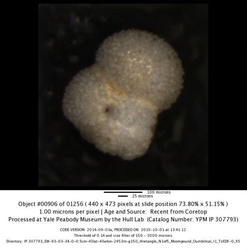 undet. Foraminiferida