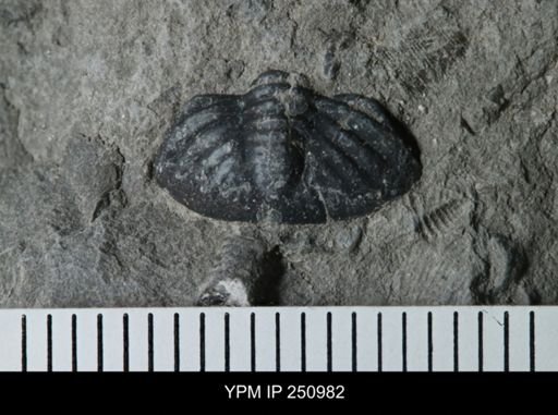 undet. Phacopidae