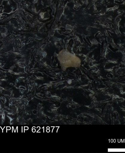 undet. Foraminiferida