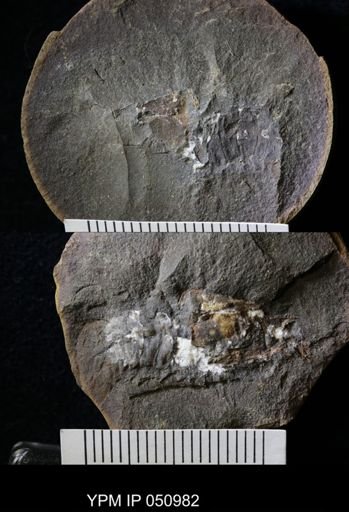 Anthracaris gracilis