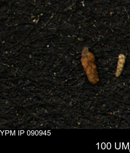 Verneuilinoides kansasensis