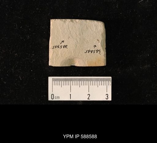 undet. Hymenoptera
