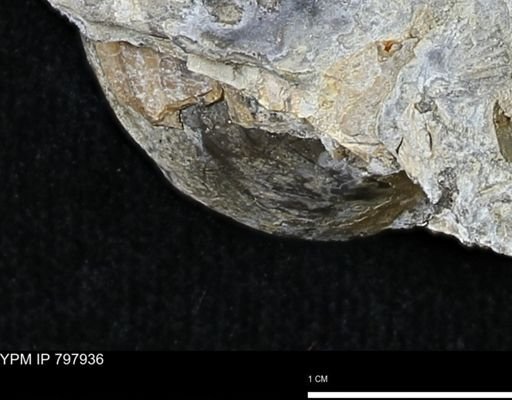 Inoceramus