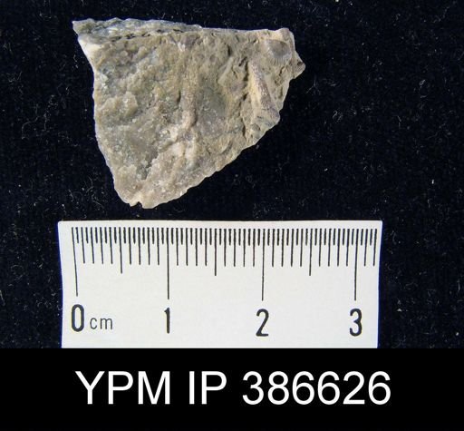 Dalmanella sp.