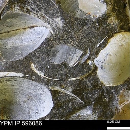 undet. Bivalvia