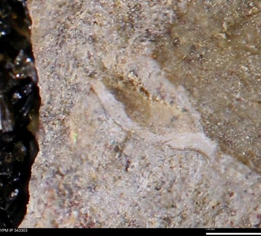 undet. Bivalvia