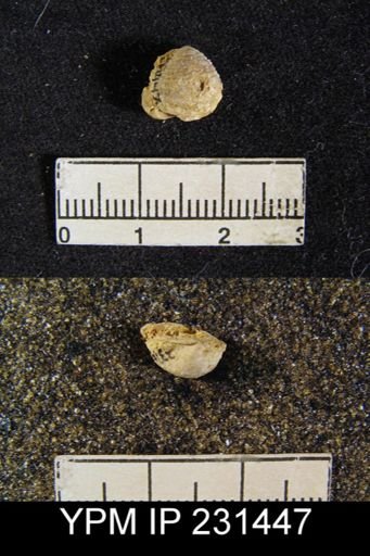 Cancrinella sp.