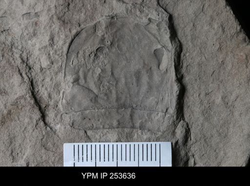 Eurypterus sp.