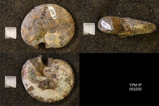Discoscaphites conradi