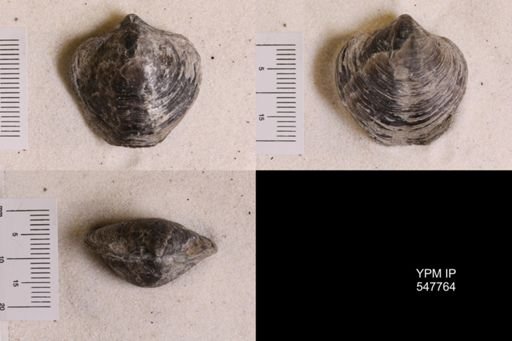 Athyris spiriferoides