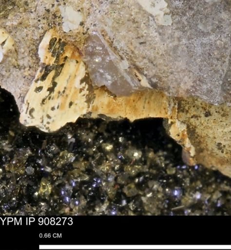 undet. Bivalvia