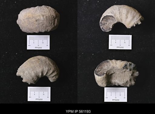 Scaphites sp.
