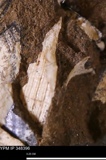Limopsis striatopunctatus