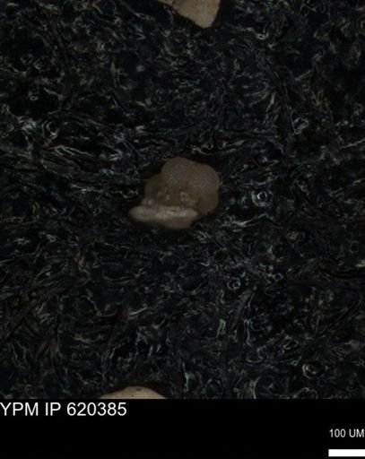 undet. Rugoglobigerinidae