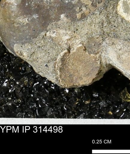 undet. Bivalvia