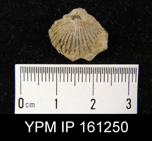 Orthis flabellites