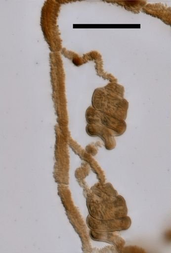 Nanomia cara