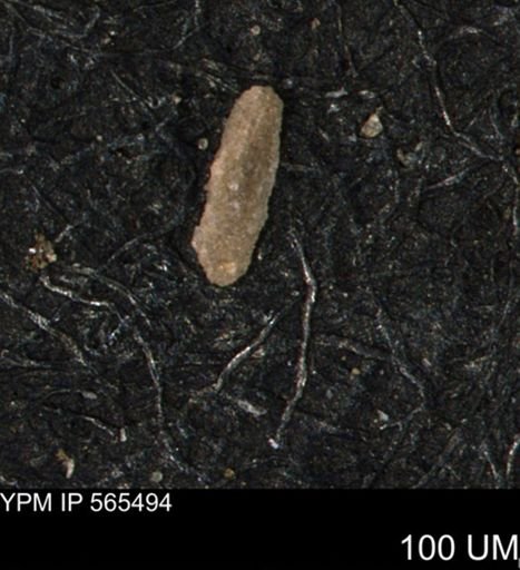 Miliammina manitobensis