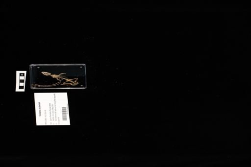 Sceloporus occidentalis