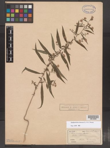 Symphyotrichum dumosum