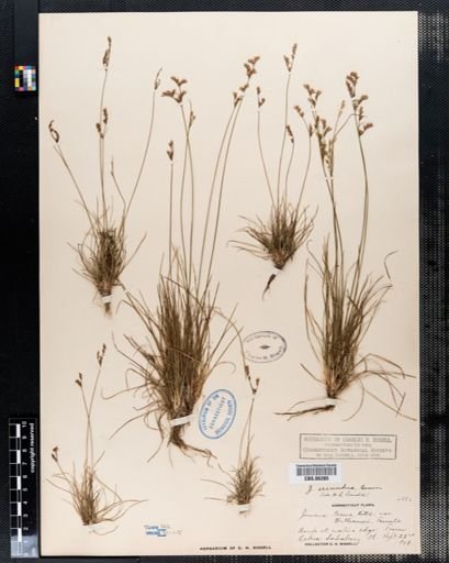 Juncus secundus
