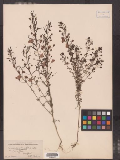 Agalinis tenuifolia