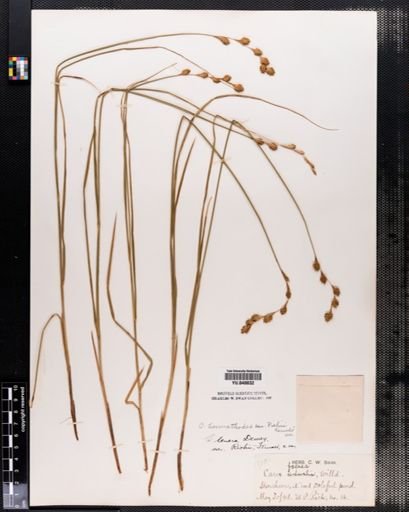 Carex hormathodes