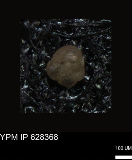 undet. Foraminiferida
