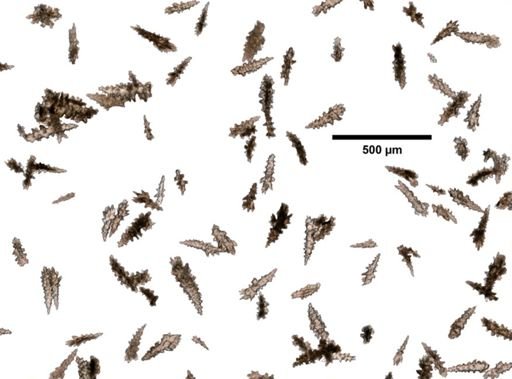 Eunephthya glomerata