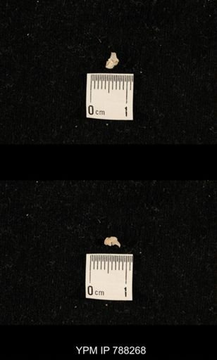 undet. Brachiopoda