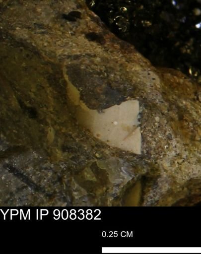 undet. Mollusca