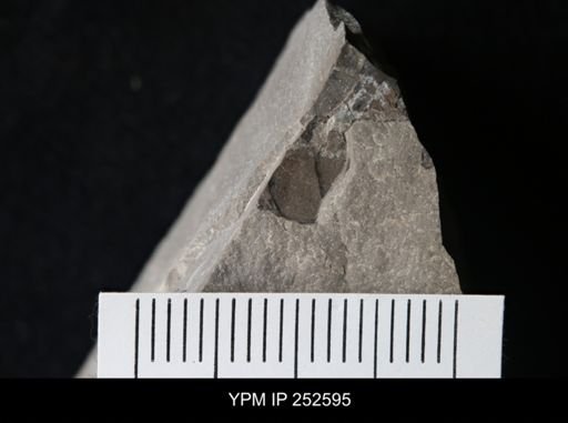 undet. Eurypterida