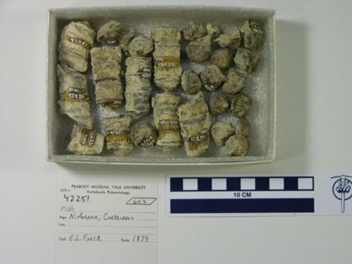 undet. Actinopterygii