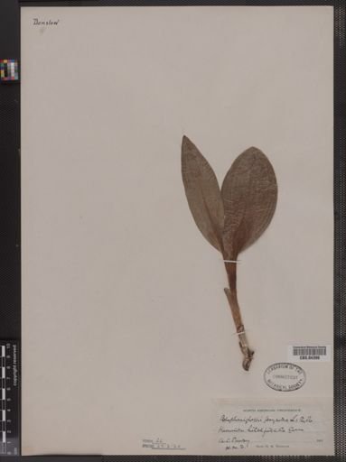 Blephariglottis psycodes