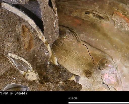 undet. Ammonoidea