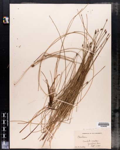 Eleocharis