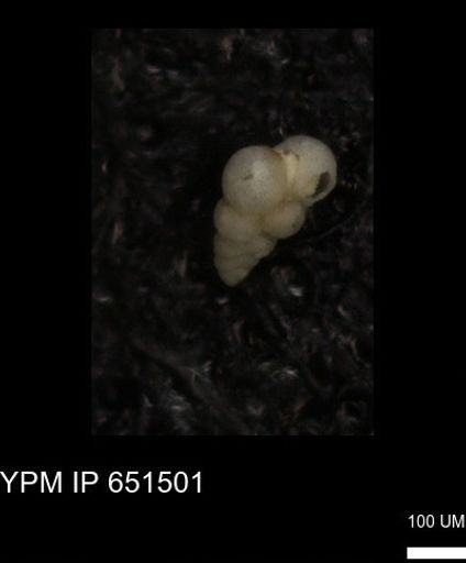 undet. Heterohelicidae