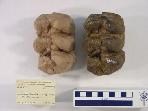 Protanancus chinjiensis