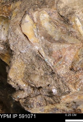 Inoceramus sp.