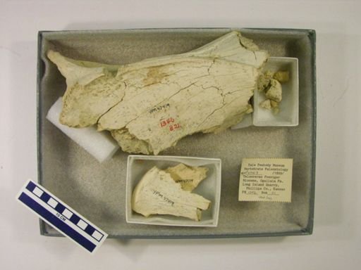 Teleoceras fossiger
