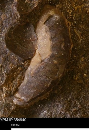 undet. Mollusca