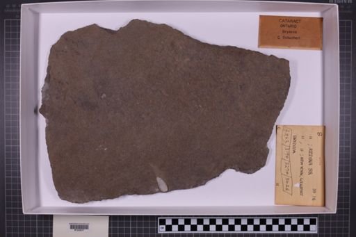mixed taxa, stratigraphic collection